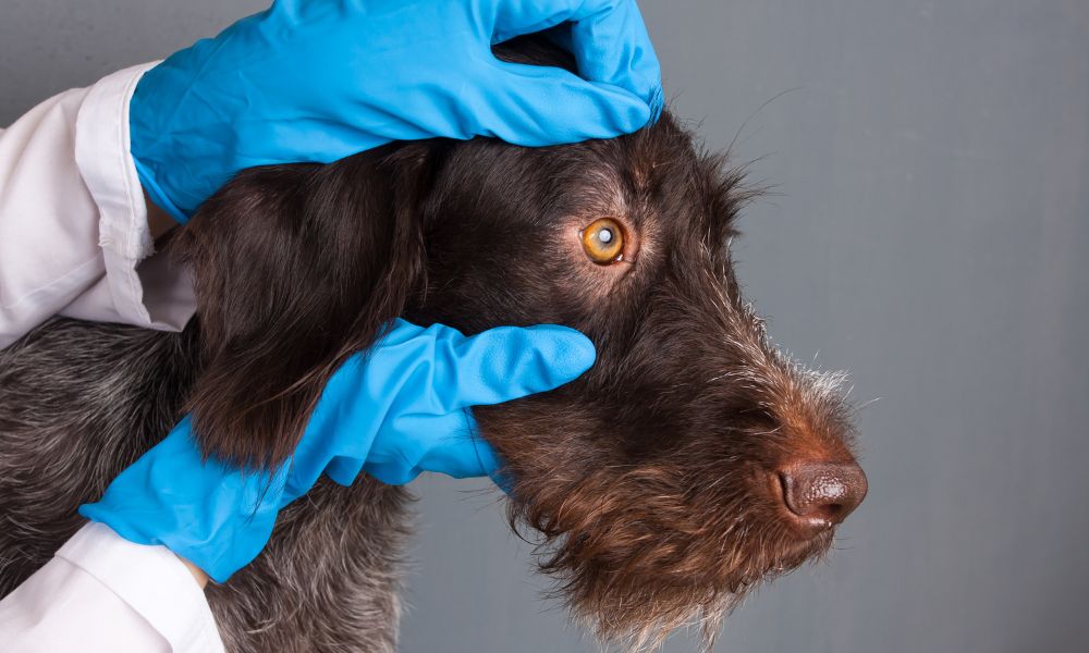 Do Animals Need Eye Pressure Monitoring?